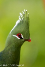 touraco / turaco