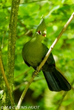 touraco / turaco