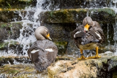 brassemer cenré / flightless steamerduck