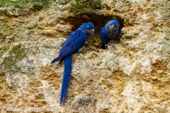 ara hyacinthe / hyacinth macaw