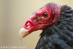 urubu / turkey vulture