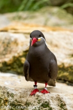 sterne inca / Inca tern