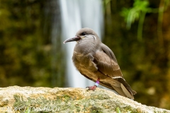 sterne inca / Inca tern