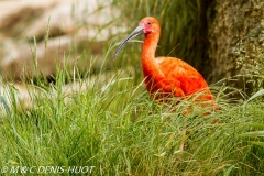 ibis