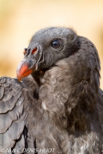 vautour pape / king vulture