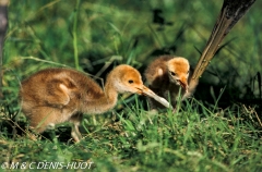 grue de mandchourie / red-crowned crane