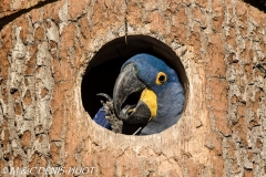 ara hyacinthe / hyacinth macaw