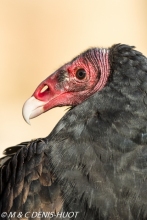 urubu / turkey vulture