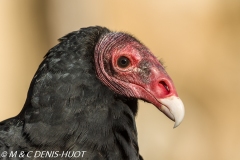 urubu / turkey vulture