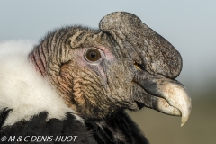 condor des Andes / andean condor
