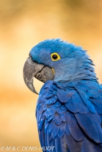 ara hyacinthe / hyacinth macaw