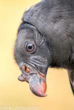 vautour pape / king vulture