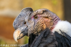 condor des Andes / andean condor