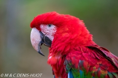ara à ailes vertes / red-and-green macaw