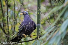 pigeon des olives / african olive-pigeon