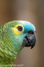 amazone à front bleu / blue-fronted parrot