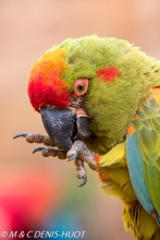 ara de Lafresnaye / red-fronted Macaw