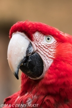 ara à ailes vertes / red-and-green macaw