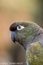 perruche de Patagonie / burrowing parakeet