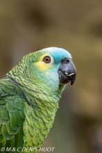 amazone à front bleu / blue-fronted parrot