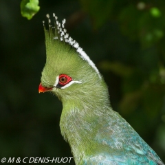 touraco / turaco touraco / turaco