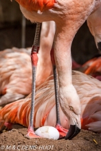 flamant du Chili / Chilean flamingo