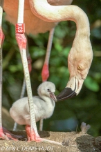 flamant du Chili / Chilean flamingo