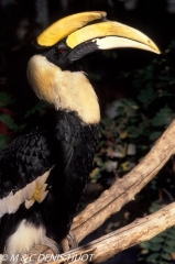 calao bicorne / great hornbill