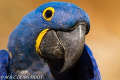 ara hyacinthe / hyacinth macaw