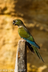 perruche de Patagonie / burrowing parakeet