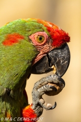 ara de Lafresnaye / red-fronted Macaw