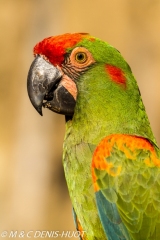 ara de Lafresnaye / red-fronted Macaw