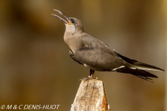 sterne inca / Inca tern