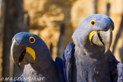 ara hyacinthe / hyacinth macaw