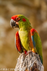 ara de Lafresnaye / red-fronted Macaw