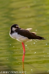 échasse d'Amérique / black-winged stilt