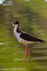 échasse d'Amérique / black-winged stilt