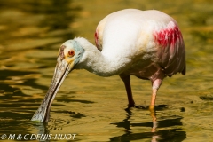 spatule rosée / roseate spoonbill