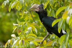 calao / hornbill