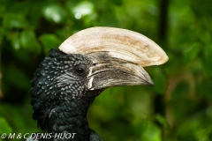 calao / hornbill