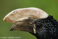 calao / hornbill