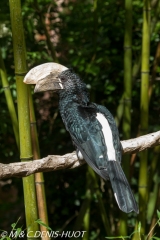 calao / hornbill