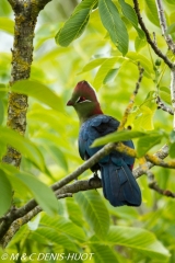 touraco / turaco