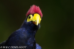 touraco / turaco