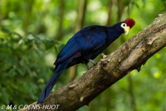 touraco / turaco