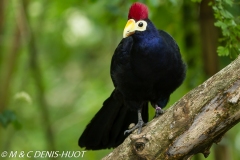 touraco / turaco