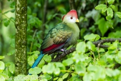 touraco / turaco