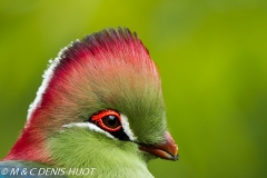 touraco / turaco