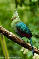 touraco / turaco