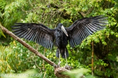 bec-ouvert africain / african openbill